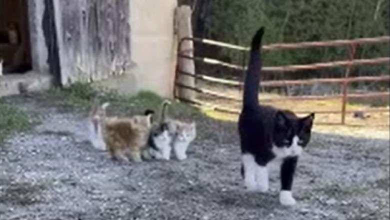 The Adorable Cat Club: Watch the Hilarious Shenanigans of a Momma Cat and Her Playful Kittens!