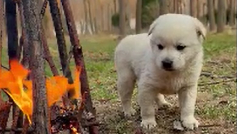 The Hilarious Adventure of a Small Dog That Found the Perfect Campfire...But Not What You'd Expect!