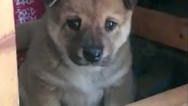 Tiny Paws, Big Laughs: Watch the Hilarious Antics of the Most Adorable Small Dog!