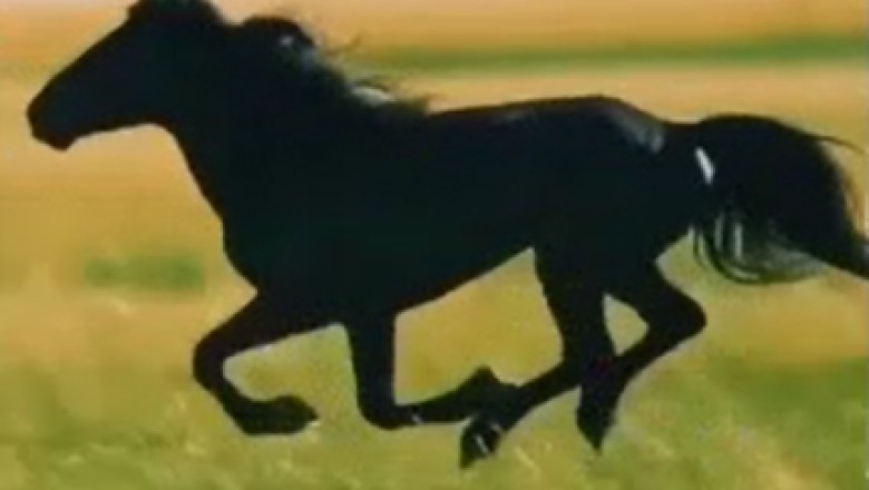 Unbelievable! Witness the Unparalleled Strength of the Mysterious 'Herculean Horse' in Action!