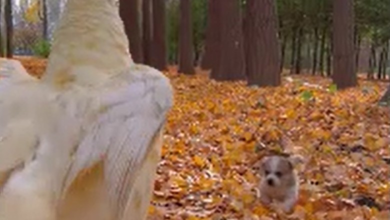 Unlikely BFF Alert: The Hilarious Friendship Between a Goose and a Small Dog Will Melt Your Heart!