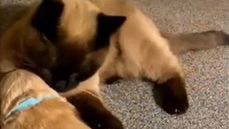 Unlikely Duo Alert: Watch in Awe as a Caring Cat Becomes the Ultimate Companion for a Small Pup!