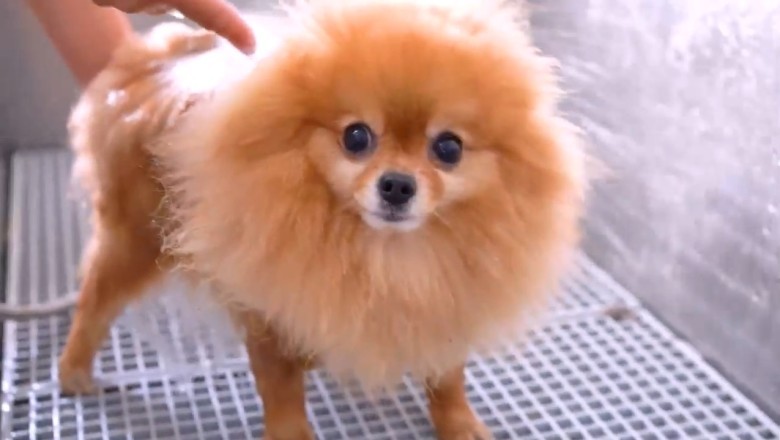 Canine Comedy Gold: Unleash the Hilarity with The Daily Life of This Wonderful Dog!