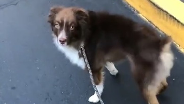 Hilarious Dog Shatters Walking Stereotypes: Watch as this Clever Canine Refuses to Take the 'Responsible' Route!