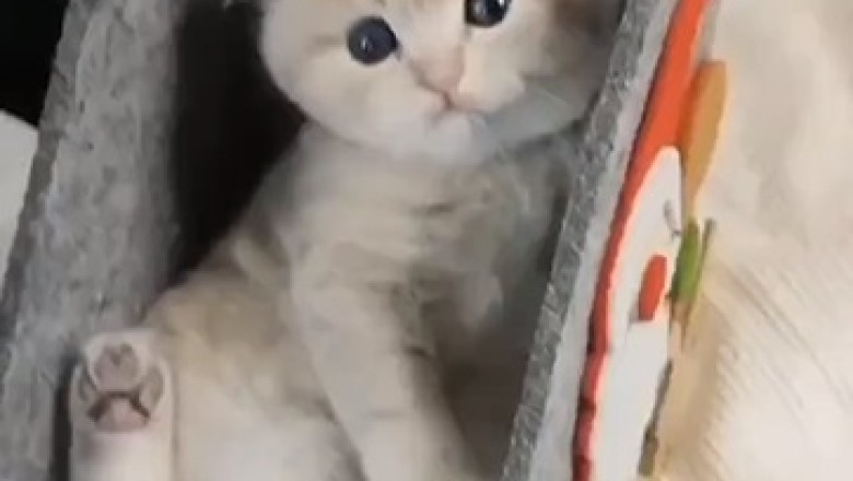 Hilarious Kittens Take Playfulness to New Heights – Prepare for Non-Stop Laughter!