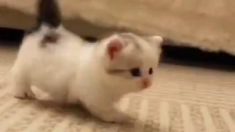 Laugh Out Loud with this Hilarious Kitten Compilation!