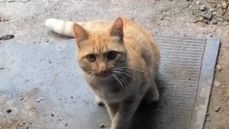 Move Over Dogs, This Obedient Cat is Taking Center Stage! Prepare for Cuteness Overload!