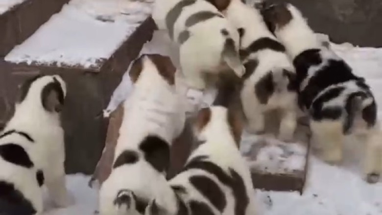 Tiny but Mighty: Watch These Small Dogs Conquer the Staircase with Hilarious Determination!