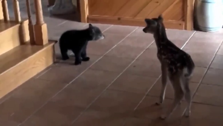 Unlikely Roommates: Hilarious Adventures of a Bear and a Deer Living Under One Roof!