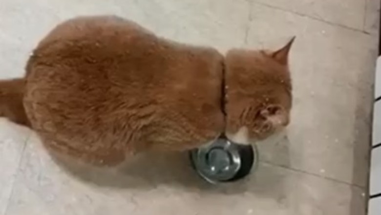 Claws of Percussion: Hilarious Cat Transforms Steel Plate into a Musical Masterpiece!