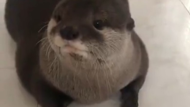 Hilarious Antics of Asian Small-Clawed Otter Will Make Your Day!