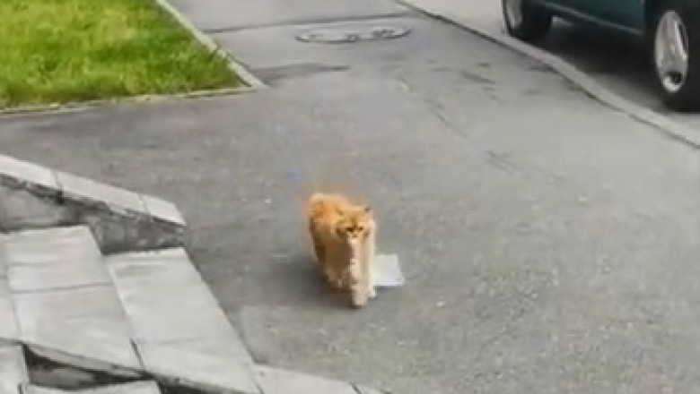 Hilarious Cat Turns Hot Dog Bandit, Dragging a Bag of Deliciousness Down the Street!