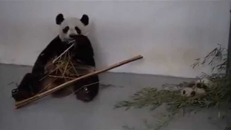 Hilarious Panda Hilariously Devours Sugar Cane Like a Pro!