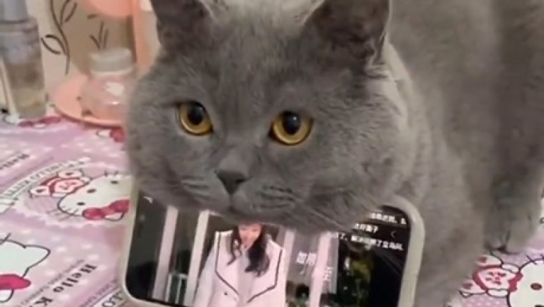 When Fluffy Took Over: Side-Splitting Cat Holds Phone, Girl Can't Contain Laughter!