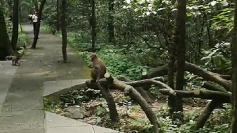 Hilarious Garden Gate Guardian: Monkey Business at Its Finest!