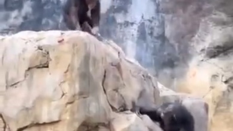 Hilarious Monkey Mischief: Prankster Primate Tries to Rope-In Pal!