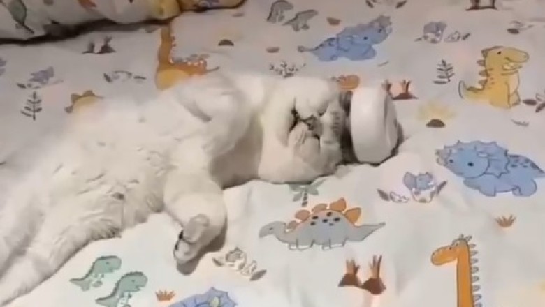 This Cat's Hilarious Head Massage Will Leave You in Stitches! Get Ready to Feline Fine!