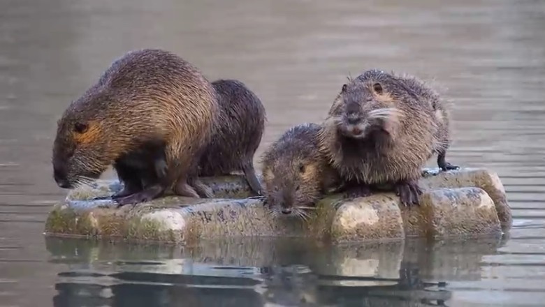 This Hilarious Nutria's Unconventional Seaside Adventure Will Leave You in Stitches!