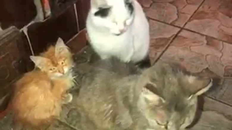 Triple the Cuteness! A Triple Dose of Hilarious Cat Shenanigans!