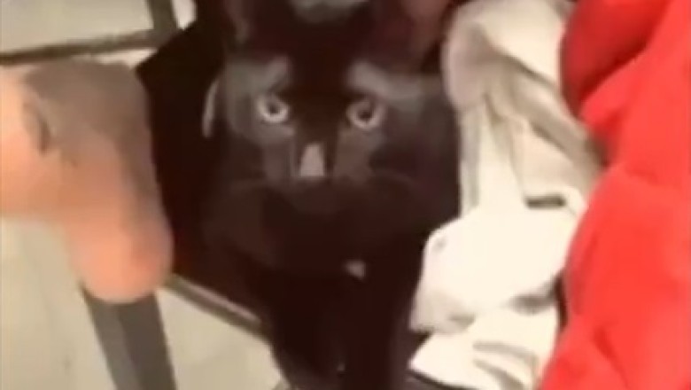 Unleashing the Laughs: Hilarious Pets That Will Have You Rolling on the Floor!