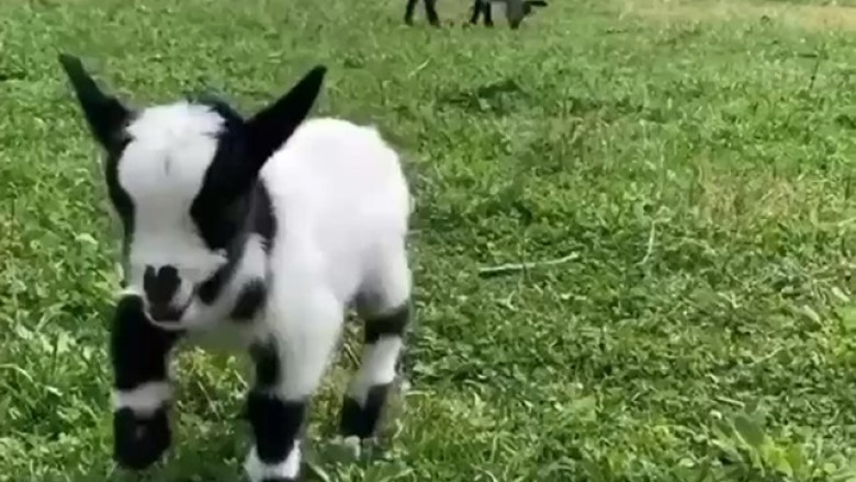 Who Knew Capricorns Could Bust a Move? Watch This Hilarious Video of a Dancing and Bouncing Capricorn!