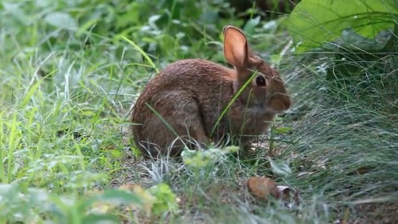 Adorable Rabbit Embarks on Epic Wilderness Adventure!