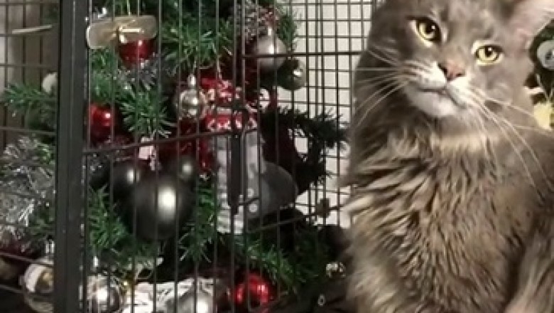 Hilarious Cat Celebration Will Make You Paws and Claws with Laughter!