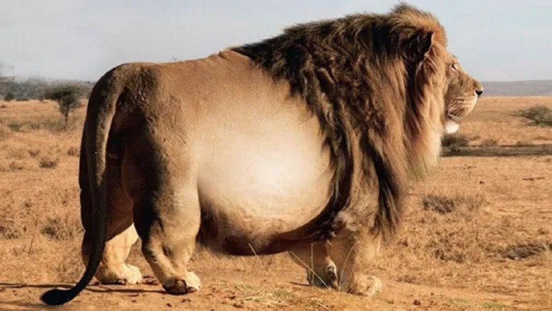 Jaw-Dropping Discovery: Lion's Belly Holds Surprising Secret!