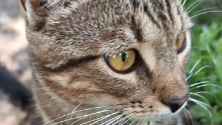 Prepare to be Blinded by Cuteness! Meet the World's Most Gorgeous Cat!