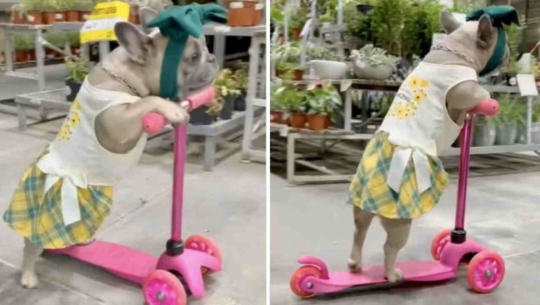 Watch This Adorable French Bulldog Cruise Through a Plant Store on a Scooter!