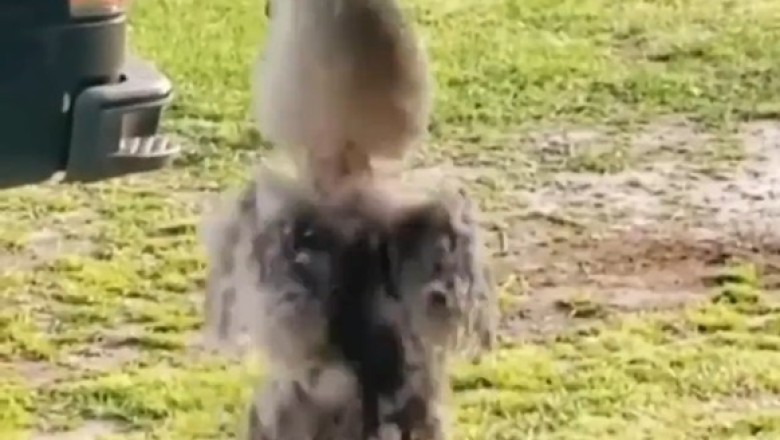 Feathers in Motion: Parrot's Hilarious Dance Moves Will Leave You in Stitches!
