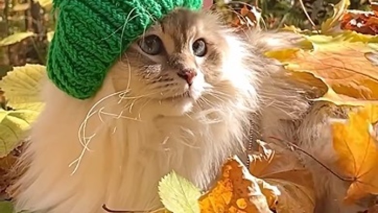 Hats Off to Hilarity! This Cat Takes Fashion to a Whole New Level!