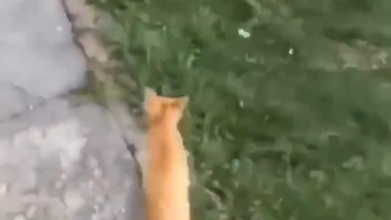 Hilarious Cat vs Dog Showdown: Cat Takes on the Dog's Head!
