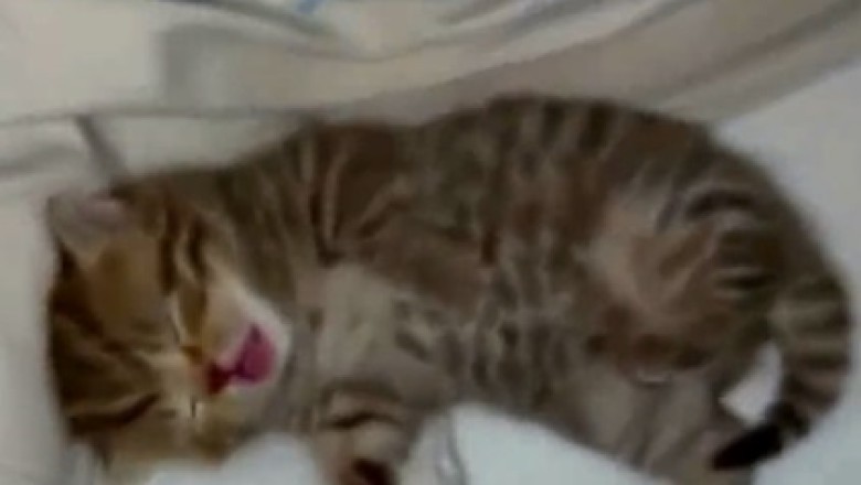 Hilarious Video: Adorable Sleeping Kitty Takes Napping to a Whole New Level