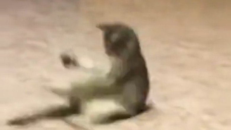 Hip-Hop Hilarity Unleashed: Watch This Hilarious Cat Set the Dance Floor on Fire with its Rap Dance Moves!