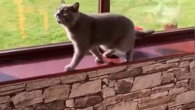 Laughing Out Loud: Pets Being the Masters of Comedy!
