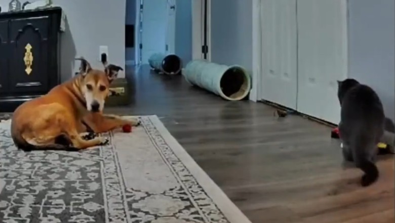 Pets Gone Wild: The Ultimate Compilation of Hilarious Pet Misadventures!