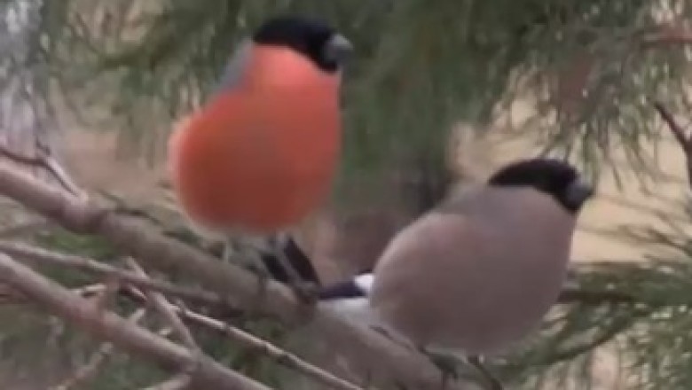 Prepare to Get Tweeting! Hilarious Birds Chirping Compilation Will Leave You in Stitches!