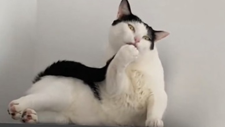 The Purrrr-fect Prescription for Laughter: The Hilariously Lovely Cat that Will Melt Your Heart!