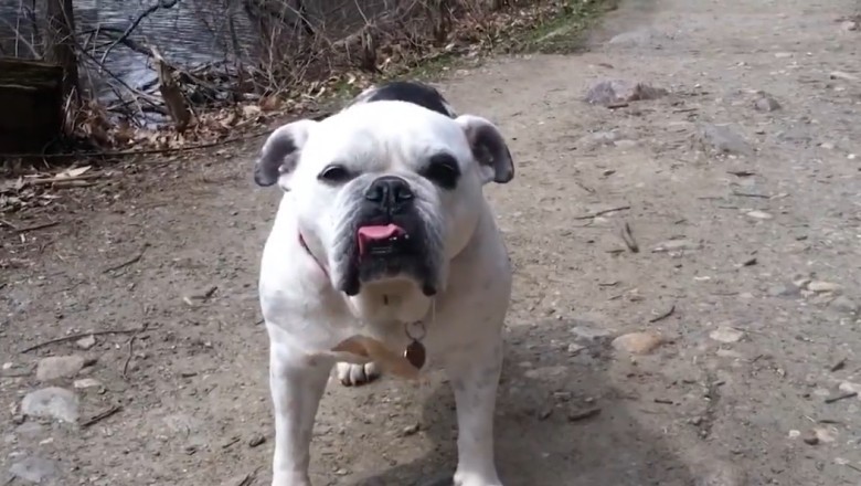 These Hilarious Pets will Have You Laughing Out Loud!