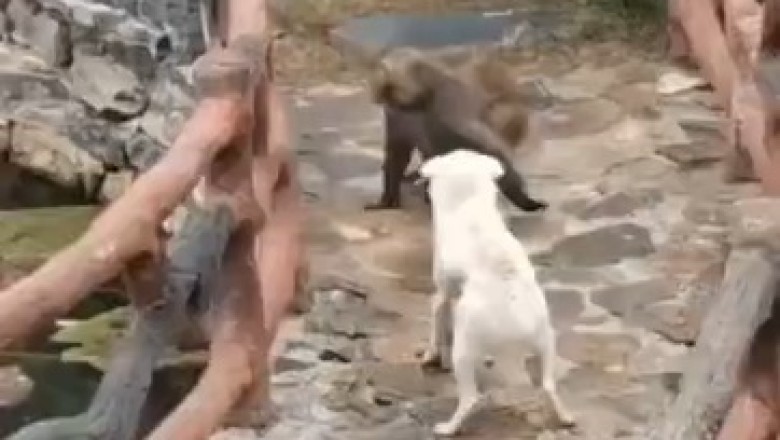 Watch Hilarious Doggy Justice Unleashed as They Teach a Mischievous Monkey a Lesson!
