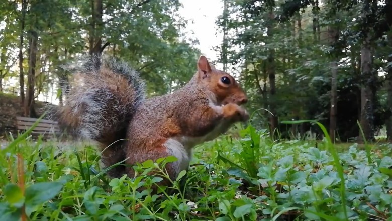 Watch This Hilarious Squirrel Take Over the Field in the Funniest Way Possible!