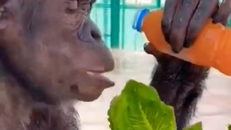 Adorable Gorilla's Hilarious Food Adventures: Juice and Lettuce Extravaganza!