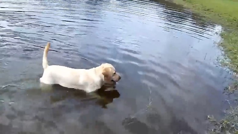 Hilarious Video: Dog and Her Playful Pups Take Over the Pool and Go Wild!
