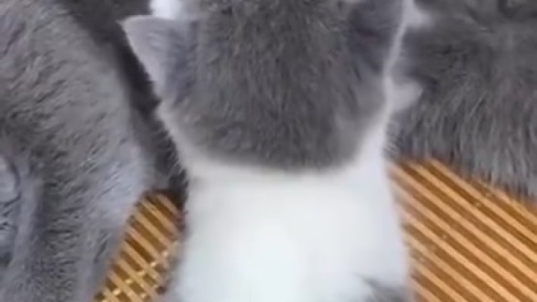 Milk Madness: Hilarious Kitten Meltdown While Expressing Milk Turns into Comedy Gold!