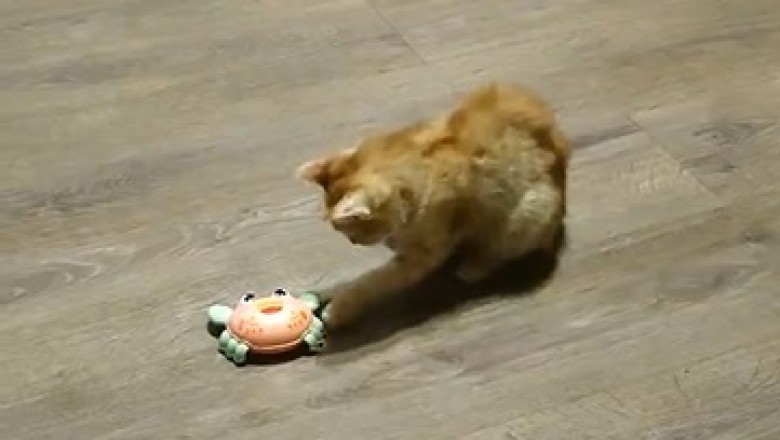 Purr-fect Genius: Hilarious Cat Solves Puzzle of a Mobile Machine!