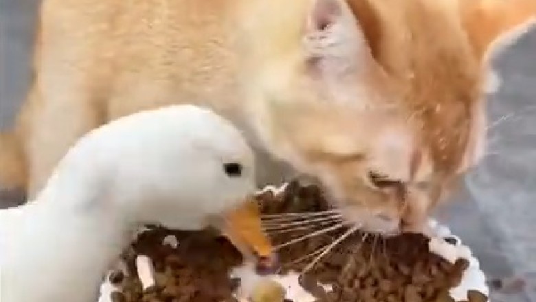 Quack Attack: Hilarious Showdown as a Duck Claims Victory Over a Cat's Plate!