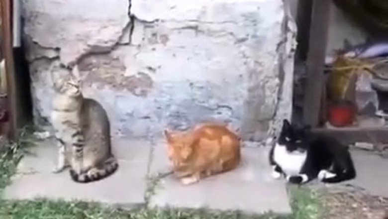Sneaky Shenanigans Unleashed: Hilarious Trio of Lurking Cats Caught in the Act!