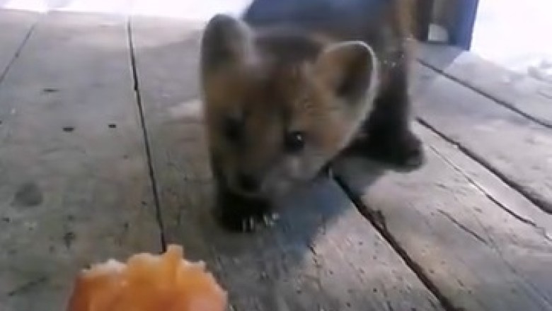 Cake Thief Extraordinaire: Hilarious Video Captures Sable the Sneaky Pup in a Dash for Dessert!