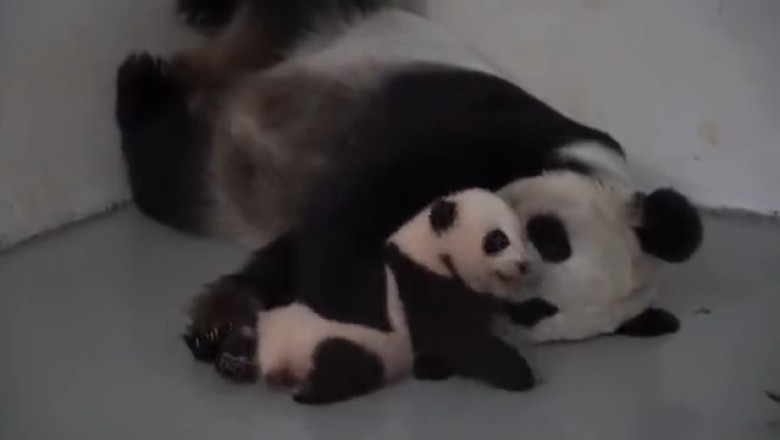 Cutest Panda Duo EVER! Adorable Mama Panda and Playful Cub Will Melt Your Heart!
